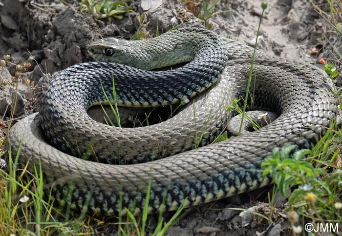 Malpolon monspessulanus Couleuvre de Montpellier